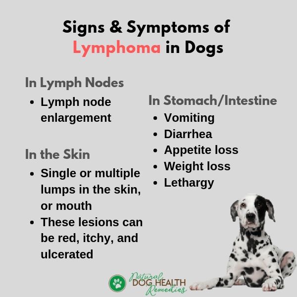 Lymphoma In Dogs Symptoms And Treatment