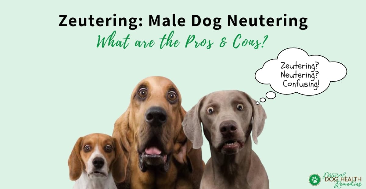 Zeutering-Male Dog Neutering