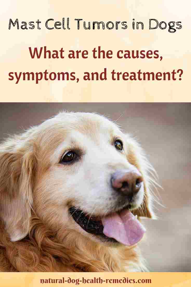 Mast Cell Tumors in Dogs