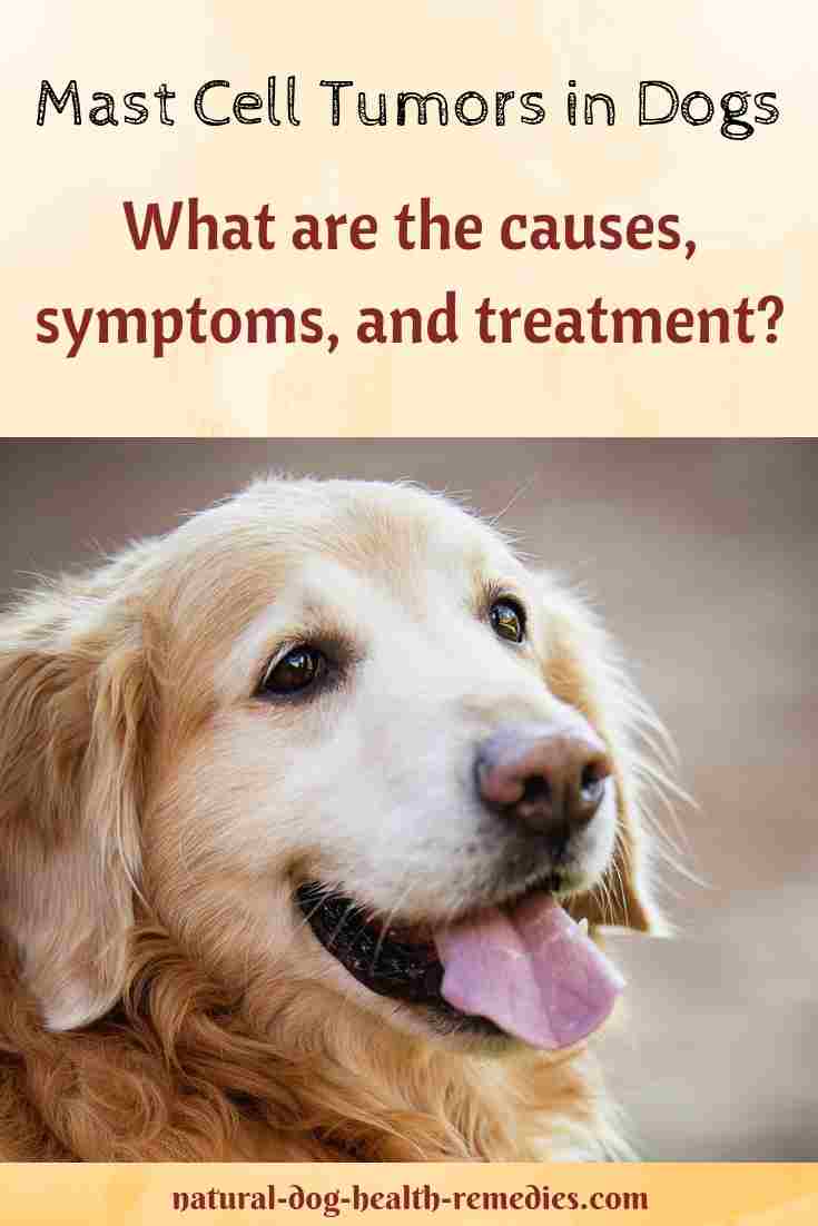 Can Mast Tumors In Dogs Be Treated