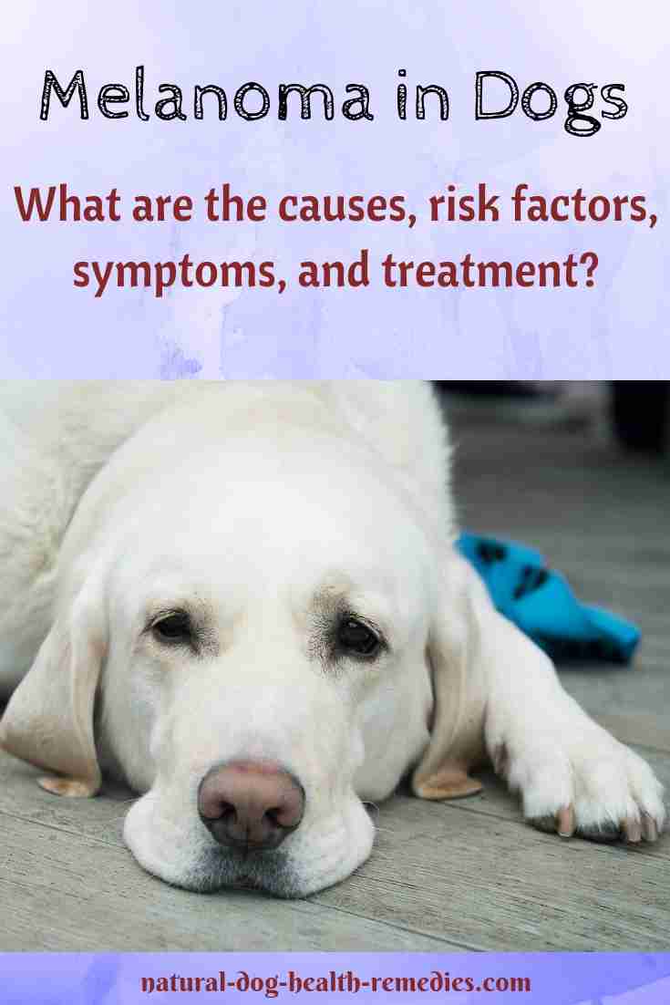 Is Melanoma In Dogs Fatal