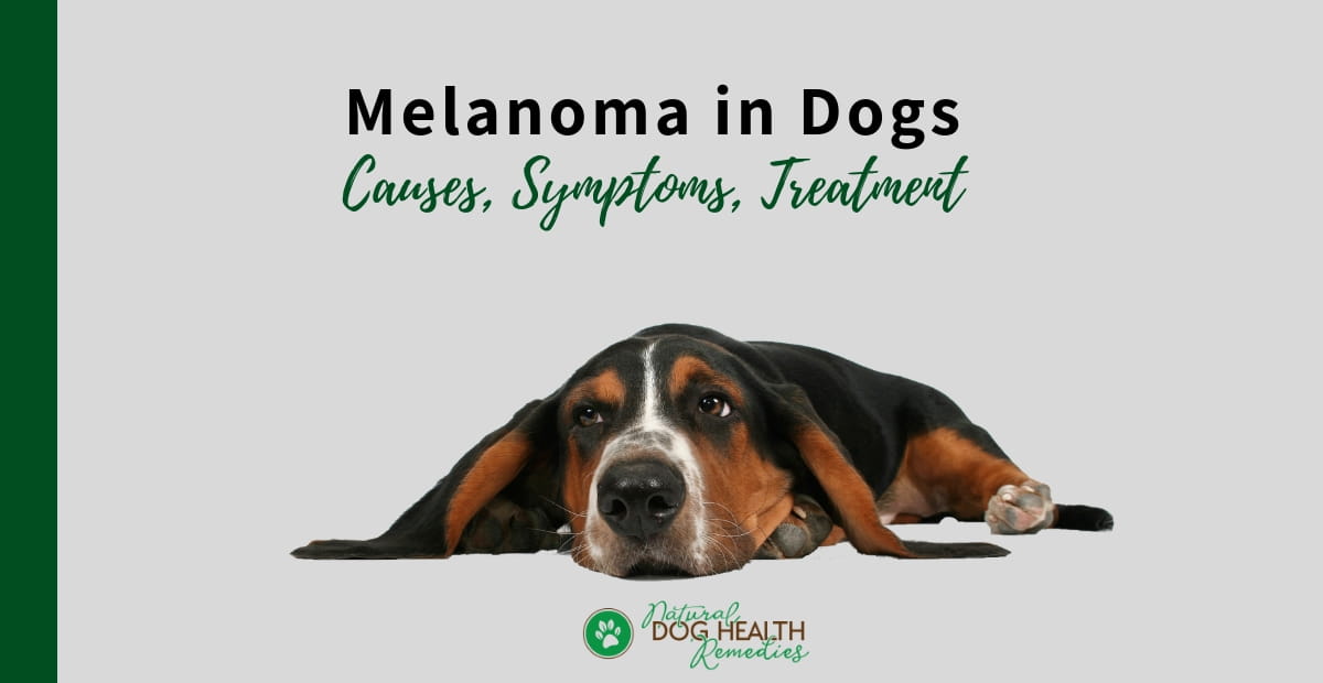Melanoma in Dogs