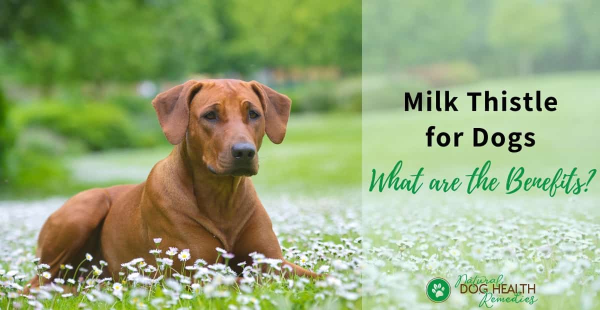 Benefits of Milk Thistle to Dogs