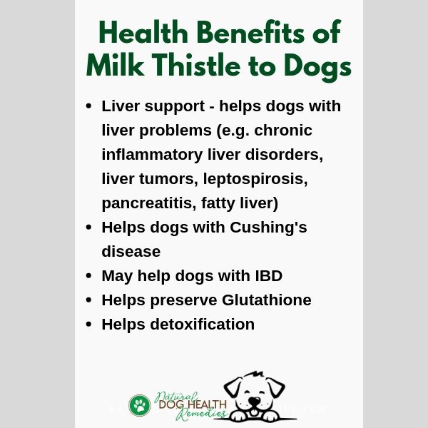 Milk Thistle for Dogs Benefits