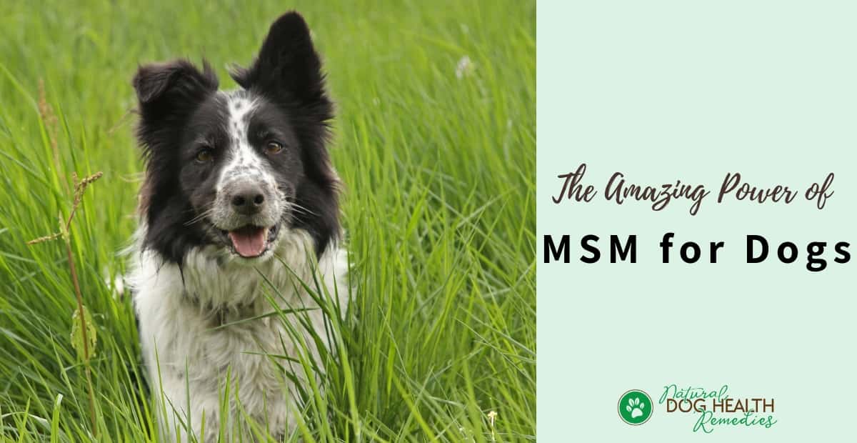 MSM for Dogs