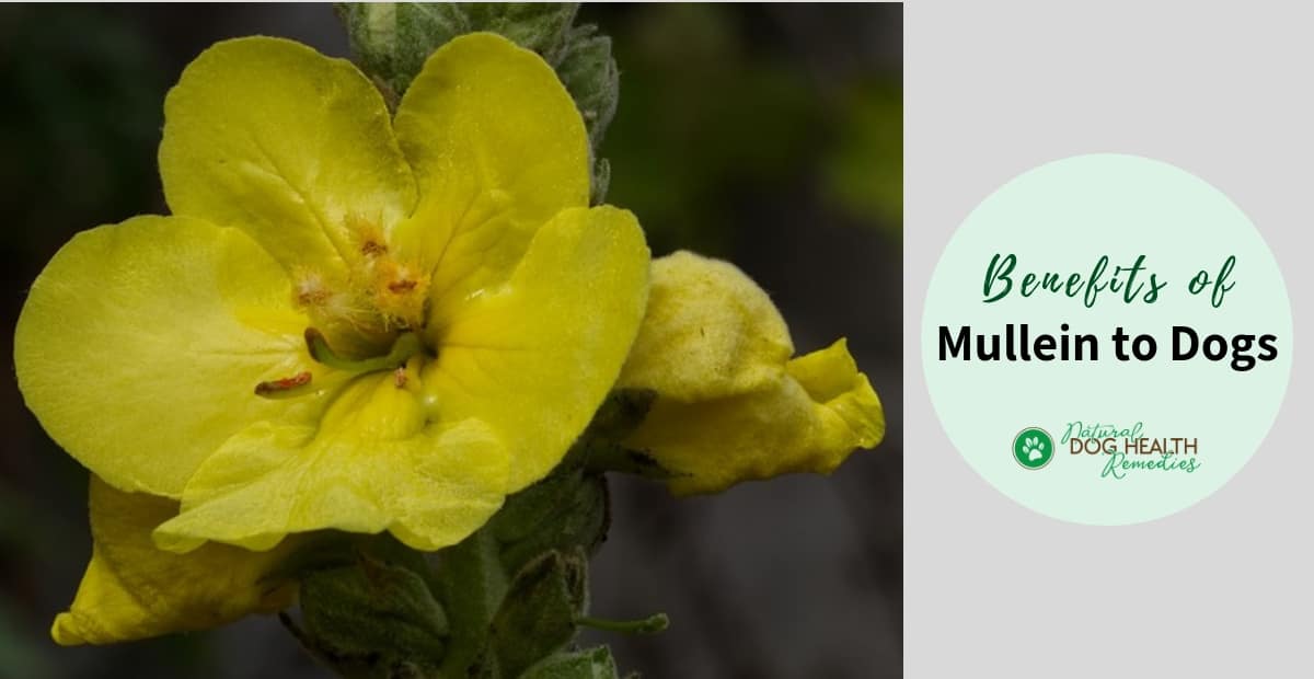 Mullein Benefits for Dogs