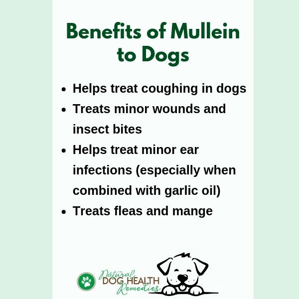 Benefits of Mullein to Dogs
