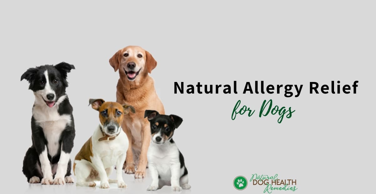 Natural Allergy Relief for Dogs