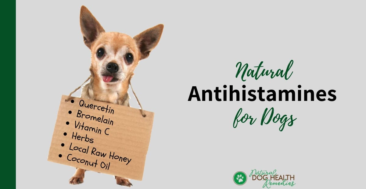 Natural Antihistamines for Dogs