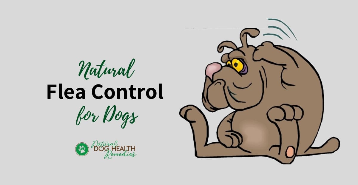 Natural Flea Control for Dogs