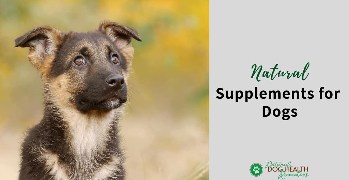 Natural Supplements for Dogs
