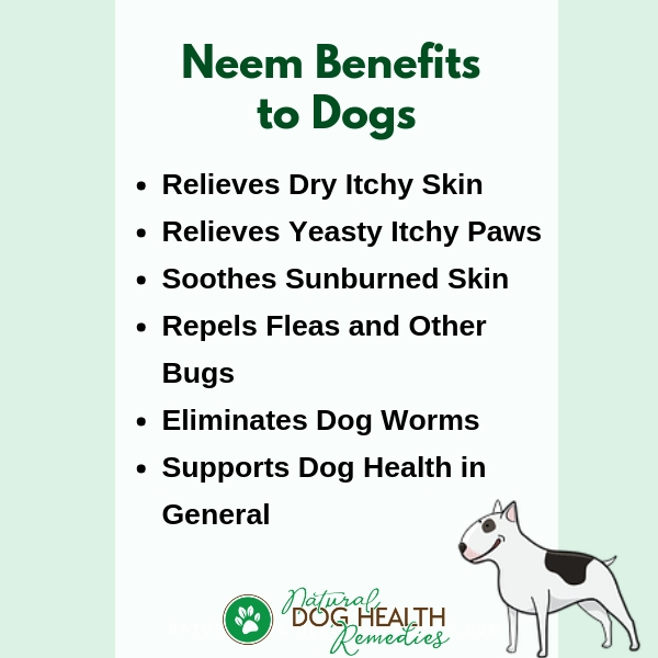 Neem Benefits for Dogs