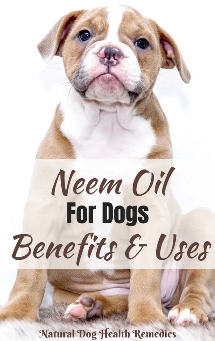 Neem Oil Benefits for Dogs