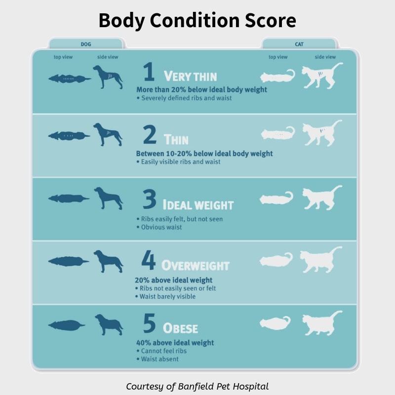 Body Condition Score for Dog Obesity