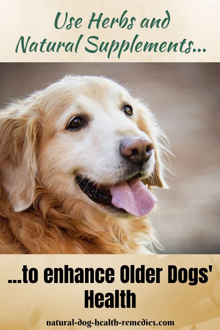 Herbal Supplements for Older Dog Health