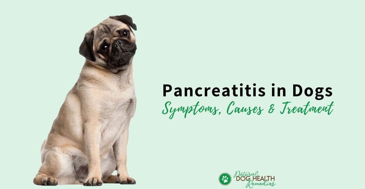 Pancreatitis in Dogs Symptoms, Causes and Treatment