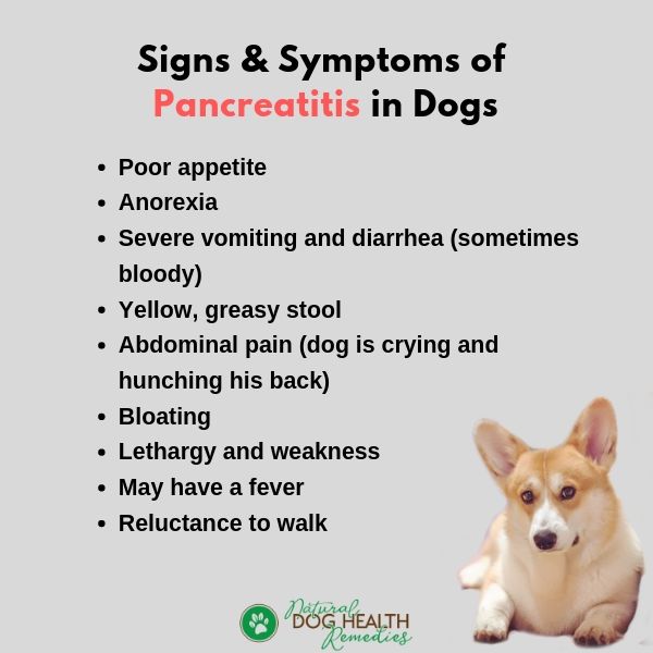 Dog Pancreatitis Symptoms