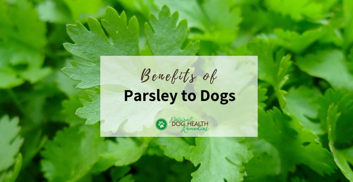 Parsley Benefits for Dogs