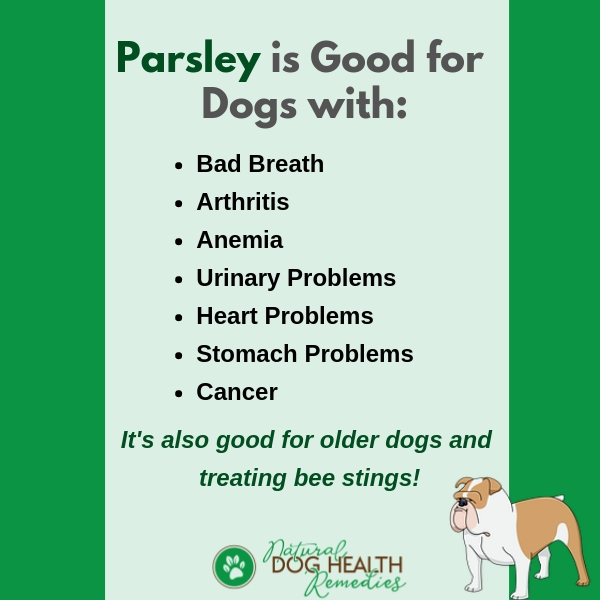 Parsley Benefits for Dogs