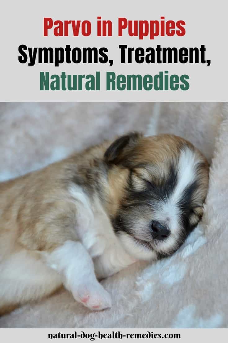 natural remedies for parvo in dogs