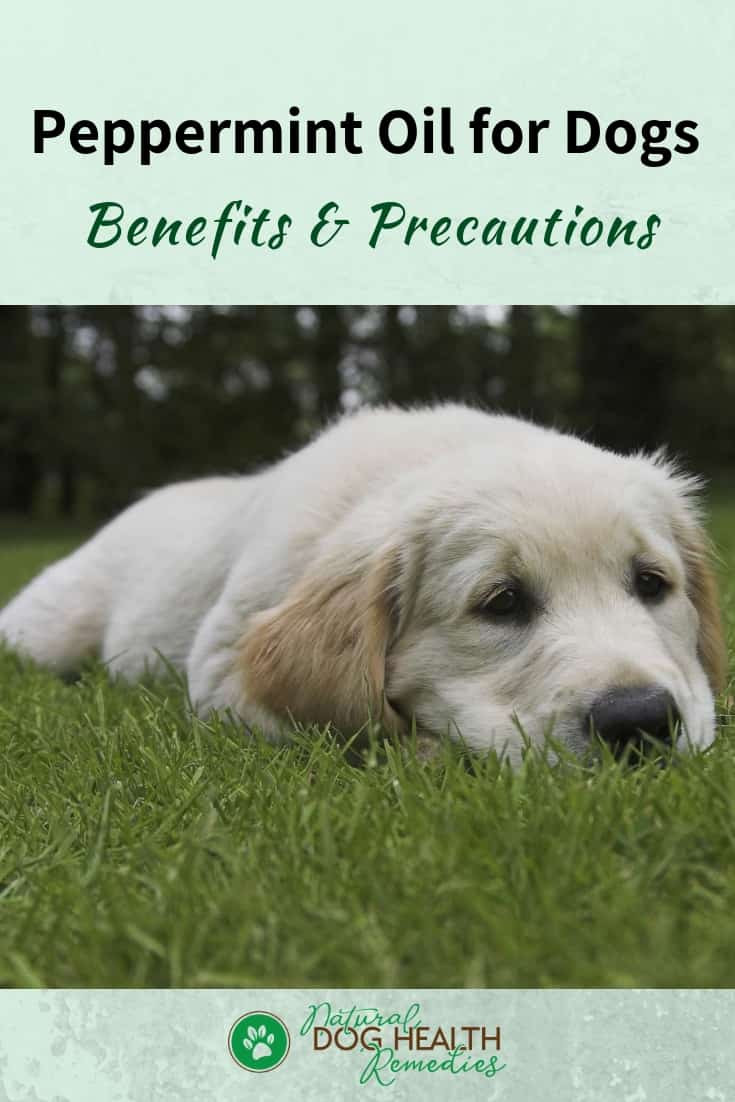 Is Peppermint Oil Safe for Dogs