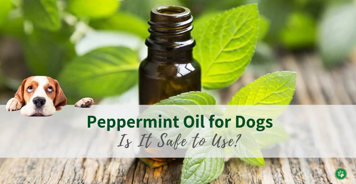 Peppermint Oil for Dogs