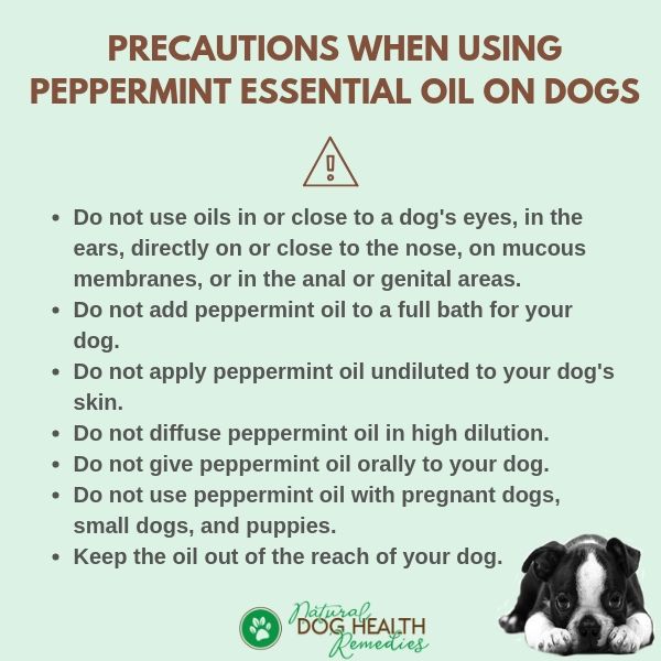 Peppermint Oil for Dogs Precautions