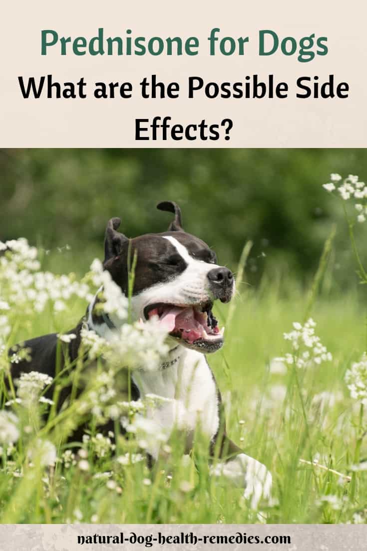 Side Effects of Prednisone for Dogs