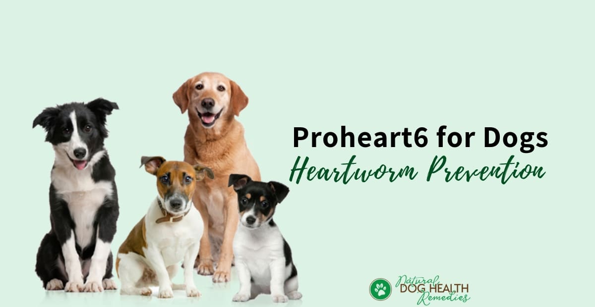Proheart6 for Heartworm Prevention in Dogs