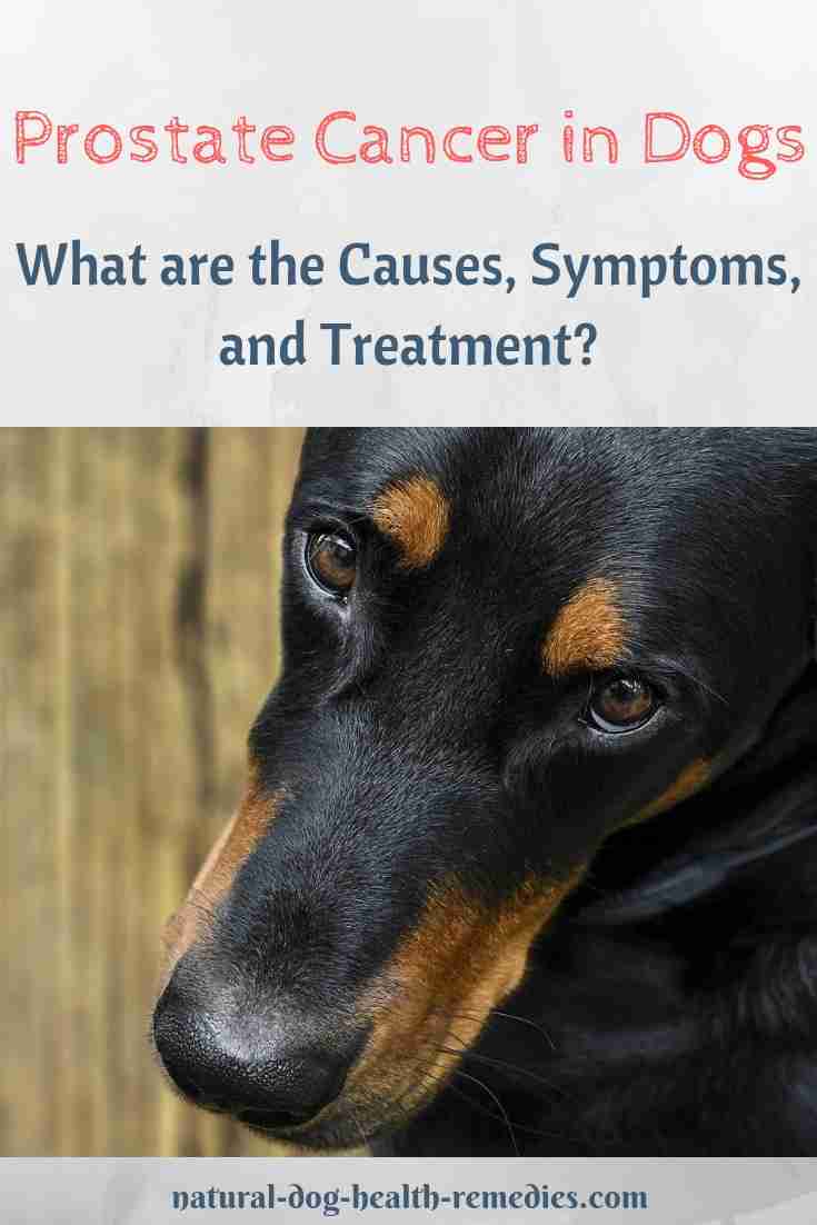 dog prostate cancer natural treatment