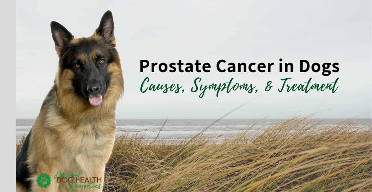 where is the prostate located on a male dog