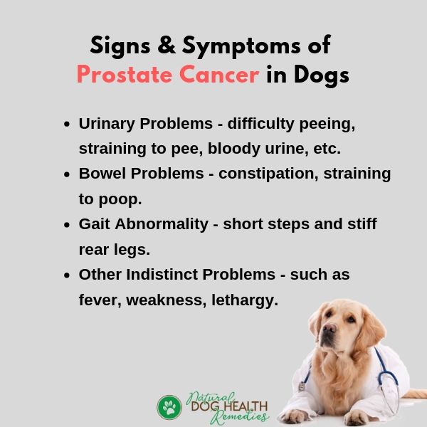 dog prostate cancer symptoms diclofenac zäpfchen prostatitis