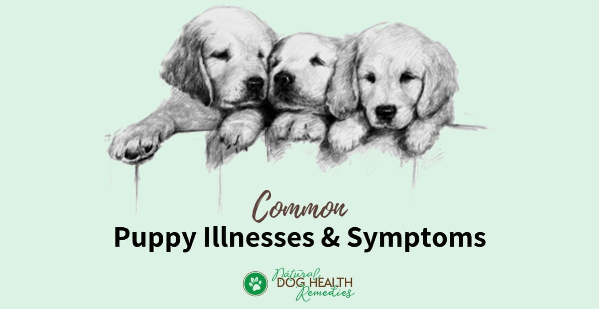 Common Puppy Health Issues