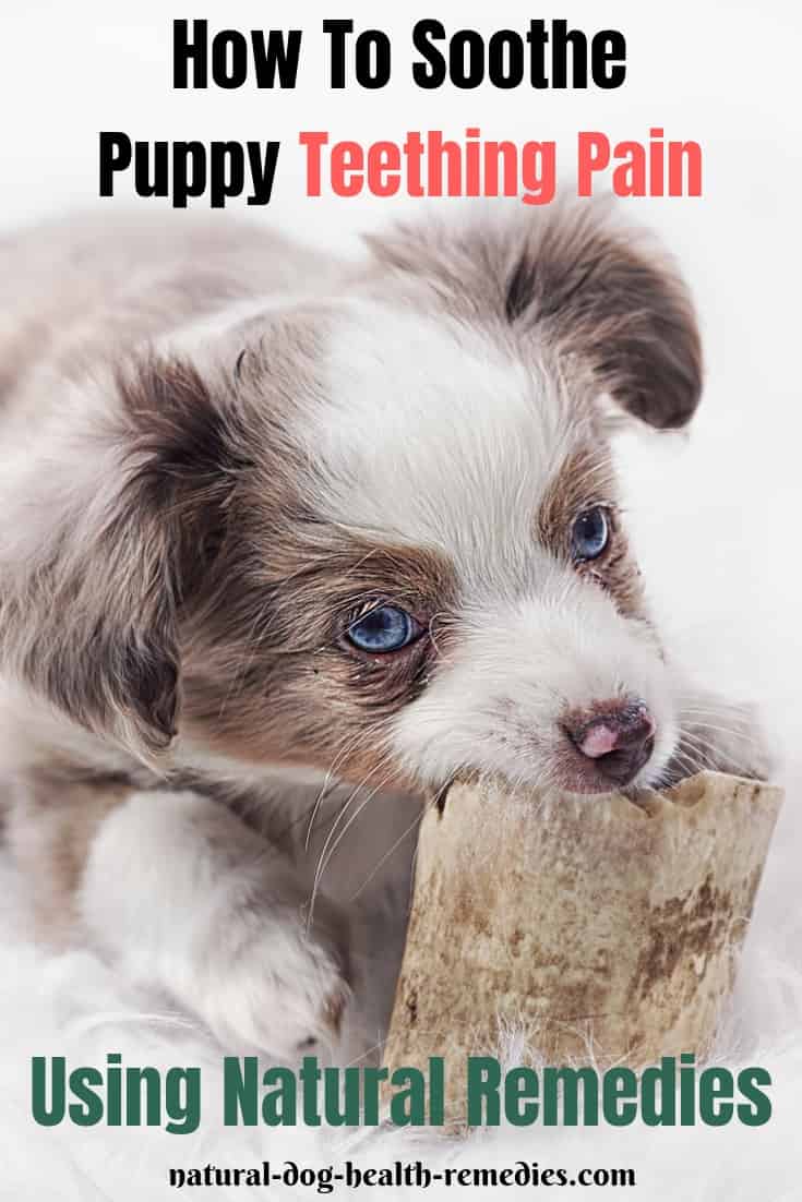 dog teething pain relief