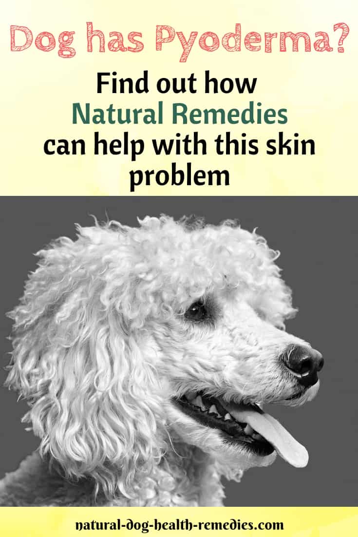 Natural Remedies for Pyoderma in Dogs