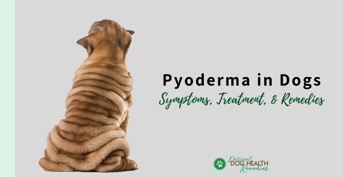 Pyoderma in Dogs - Causes, Symptoms, Treatment & Remedies
