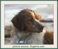 Japanese earthquake dog