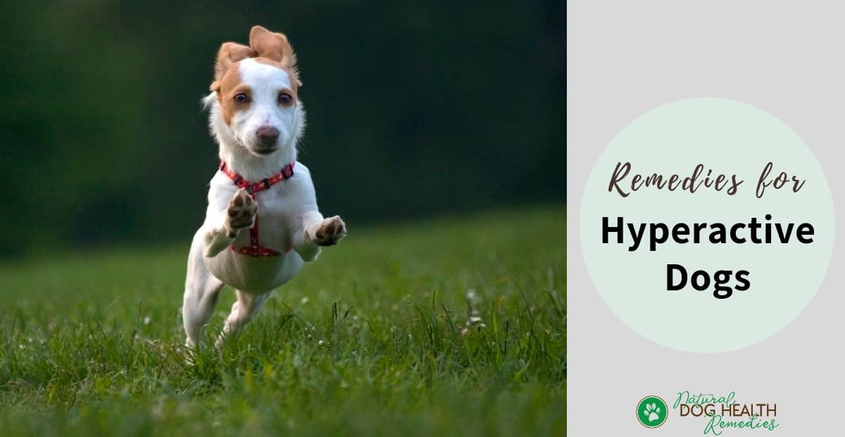 Remedies for Hyper Dogs