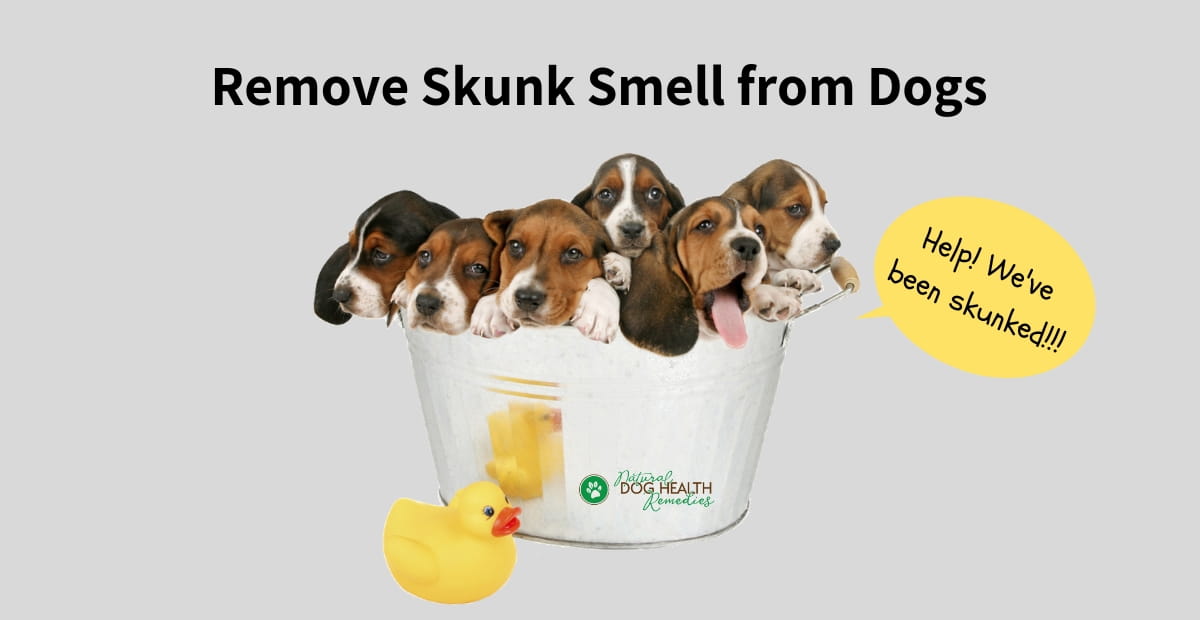 Remove Skunk Smell in Dogs