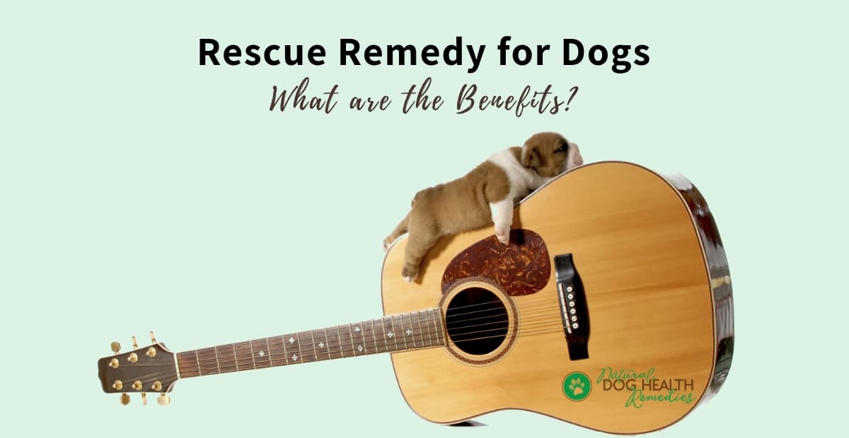 Rescue Remedy for Dogs
