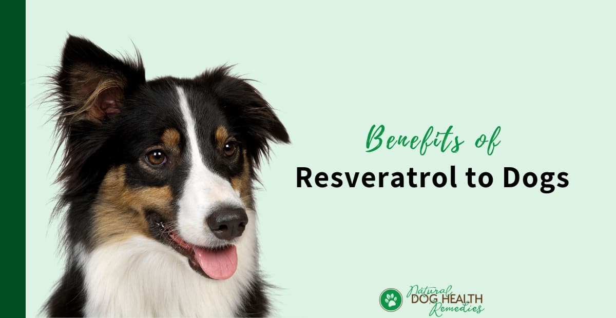 Resveratrol Benefits to Dogs