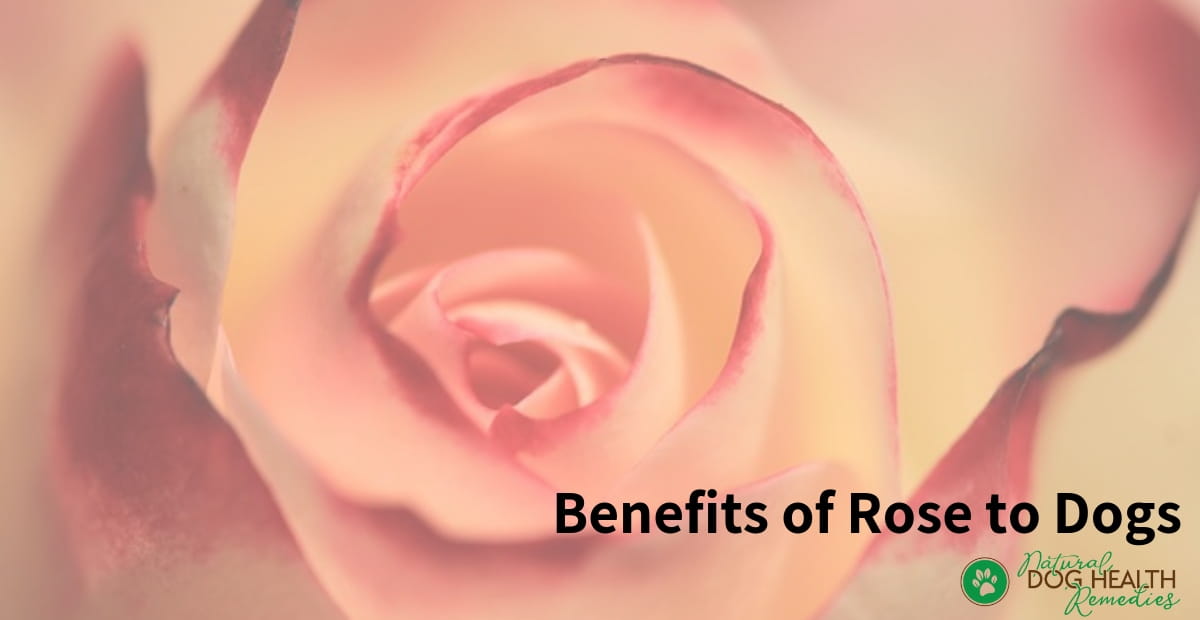 Rose Benefits to Dogs