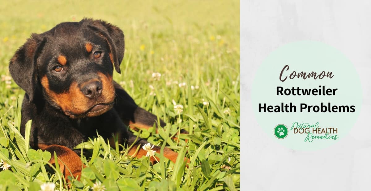 Common Rottweiler Health Problems