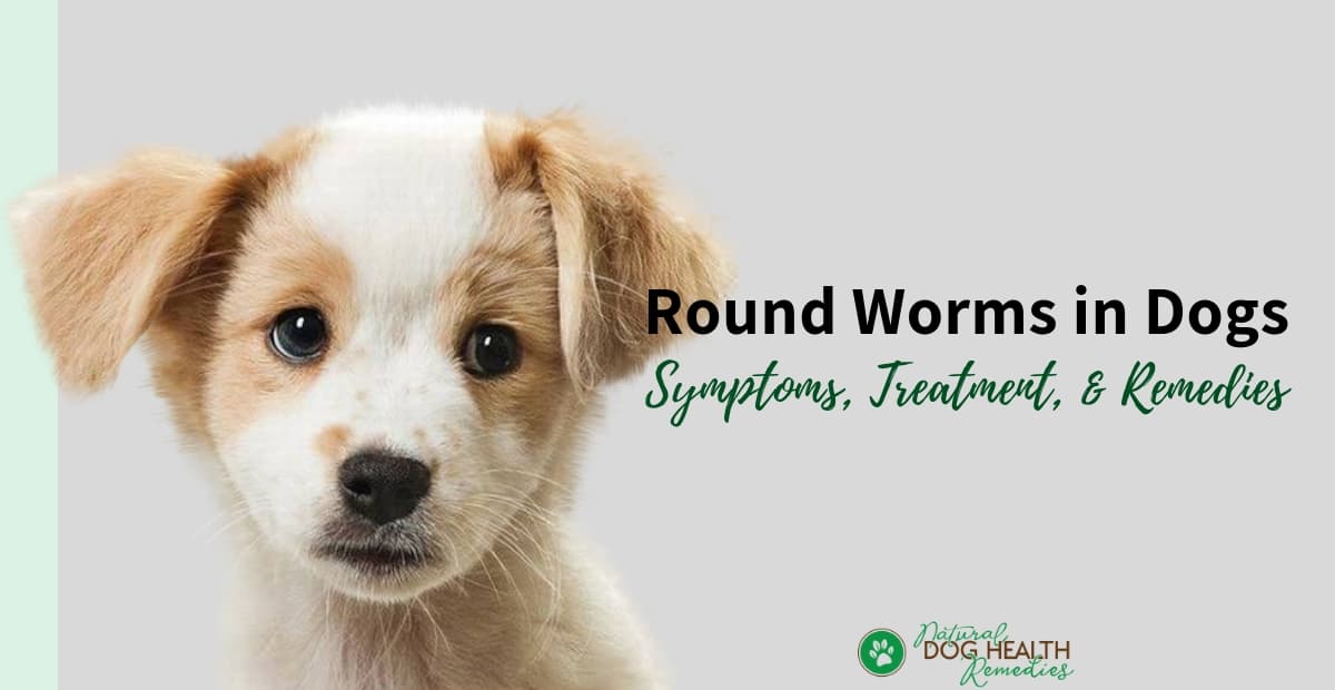 Roundworms in Dogs