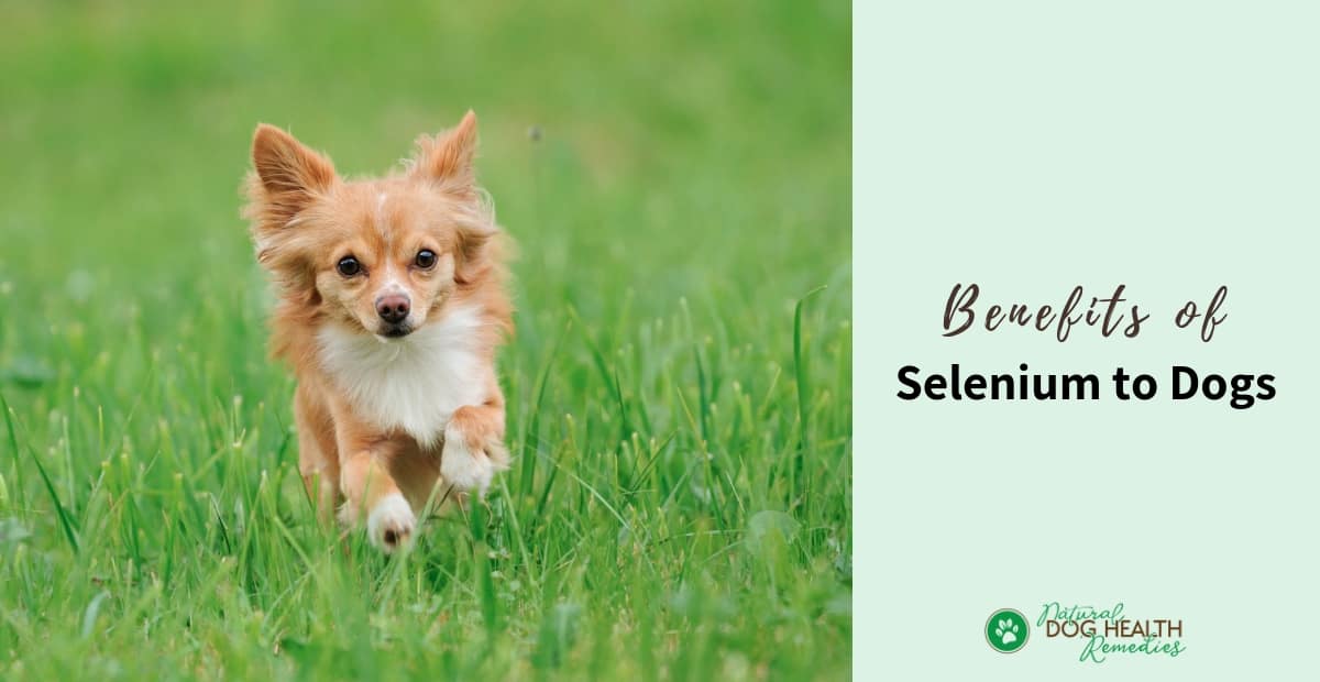 Selenium Benefits to Dogs