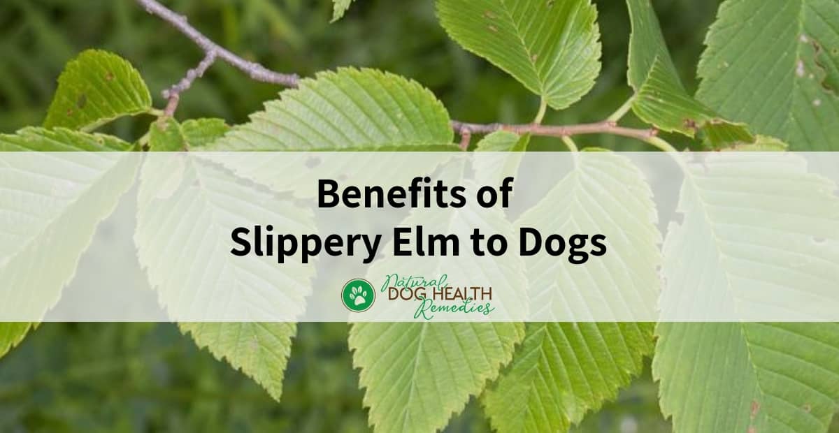 Slippery Elm Benefits for Dogs