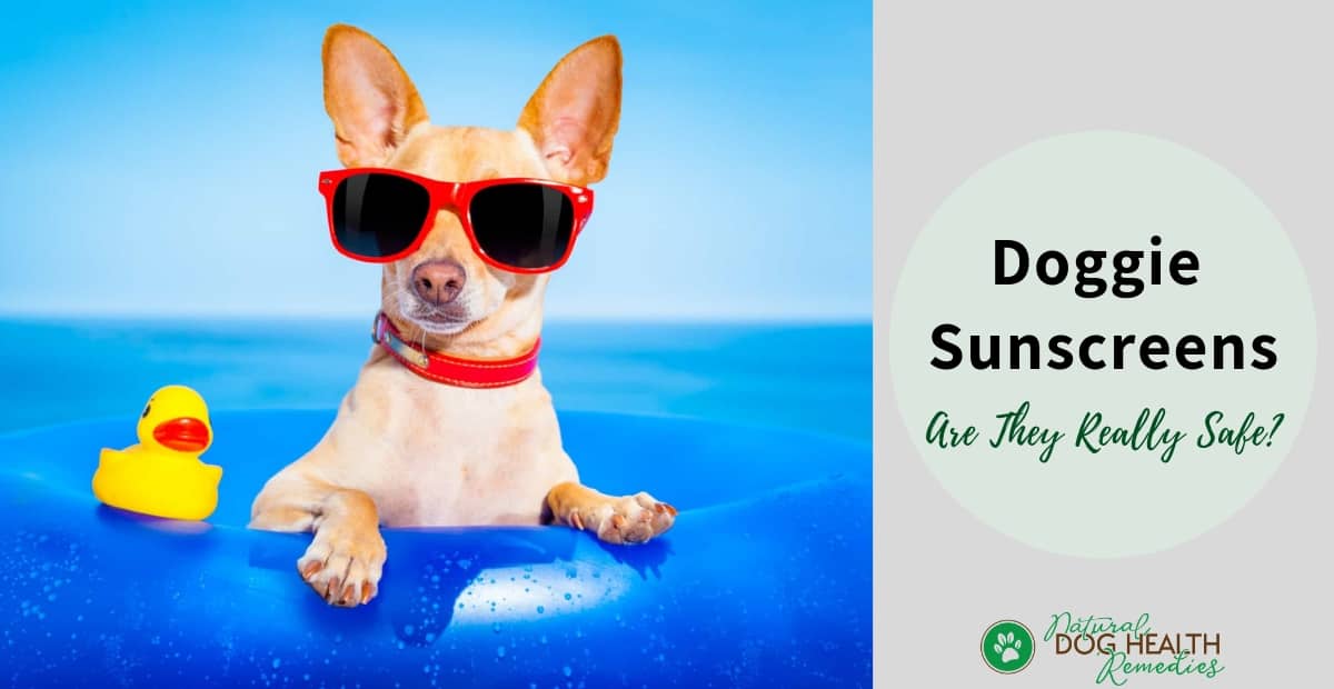 Sunscreen for Dogs