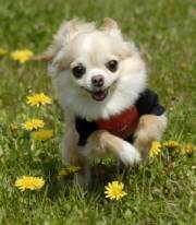 Superfoods for Dogs