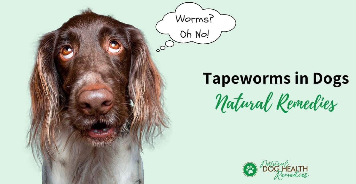 Tapeworms in Dogs