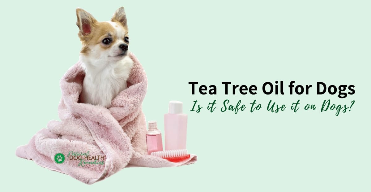 can i use tea tree oil shampoo on my dog